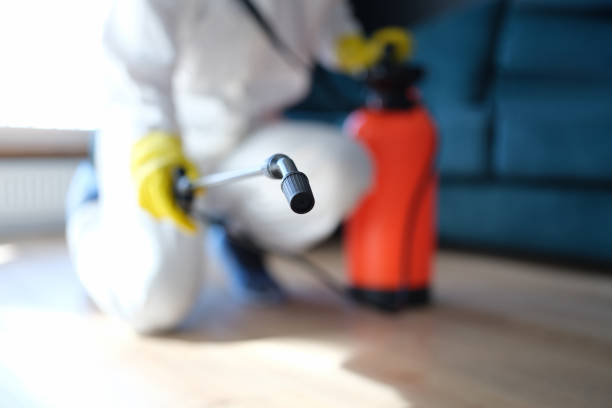Best Black Mold Removal  in Badin, NC