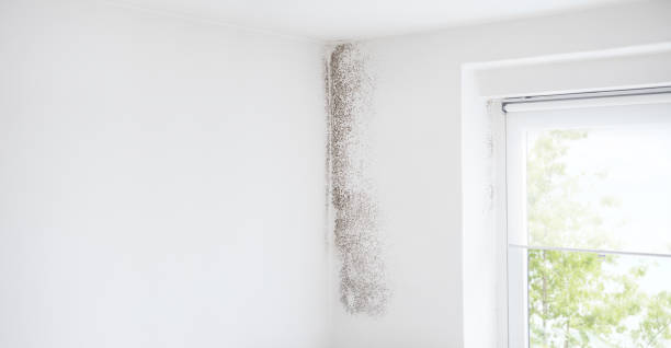 Best Mold Odor Removal Services  in Badin, NC